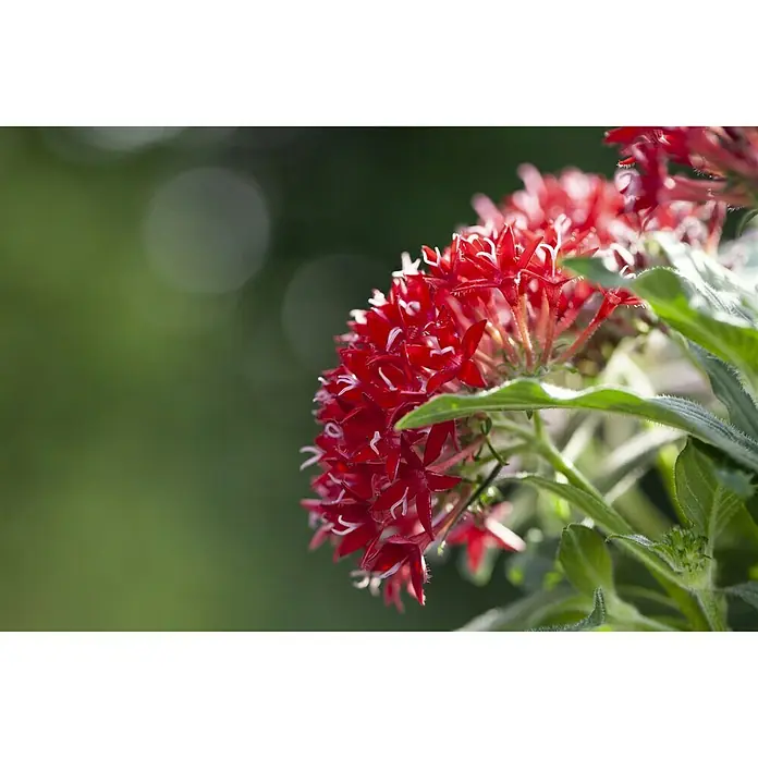 Piardino FünfzahlstrauchPentas lanceolata 'Trio', Topfvolumen: 15 l - Nahaufnahme einer Pentas-Blüte mit roten Blüten und grünen Blättern vor einem verschwommenen, grünen Hintergrund.