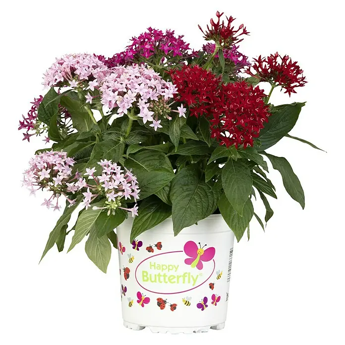 Piardino Pentas lanceolata - Pentas lanceolata 'Trio', Volumen de la maceta: 15 l - Pentas Happy Butterfly de colores en una maceta. Las flores son de diferentes colores, como rosa, rojo y morado, y las hojas son verdes.
