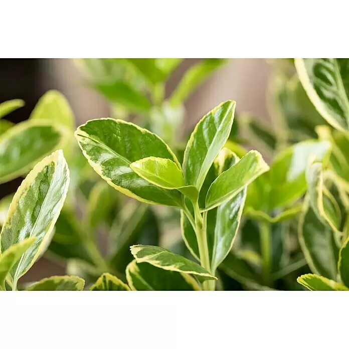 Piardino Spindelstrauch - Euonymus fortunei, Topfgröße: 11 cm, Blattfarbe: Sortenspezifisch - Detailaufnahme