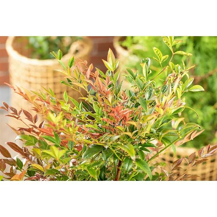 Piardino Himmelsbambus - Nandina domestica - Detailaufnahme einer Zwerg-Scheinbeere 'Fire Power' mit rot-grünem Laub vor einem Hintergrund mit Pflanzkörben.