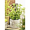 Euonymus japonica 17i.S. gem.