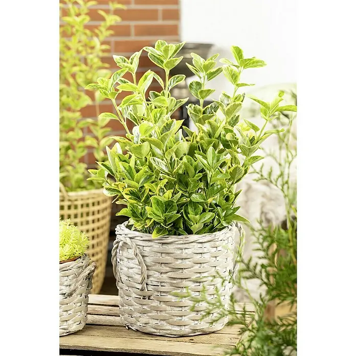 Piardino SpindelstrauchEuonymus japonica - Attraktiver Euonymus fortunei Emerald 'n' Gold in einem geflochtenen Korb. Die Pflanze zeichnet sich durch grüne Blätter mit goldenen Rändern aus.