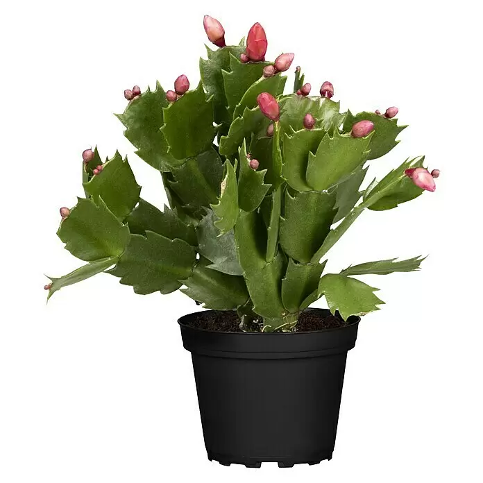 Piardino Weihnachtskaktus - Schlumbergera bridgesii, Topfgröße: 9 cm, Rosa/Rot/Weiß - Vorderansicht