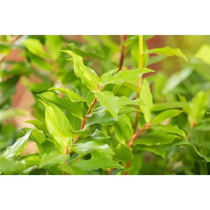Piardino Heidelbeere - Vaccinium corymbosum 'Lucky Berry', Topfgröße: 23 cm, Erntezeit: Juli - Nahaufnahme eines Strauchs mit leuchtend grünen Blättern und roten Stängeln, der Frische und Wachstum vermittelt.