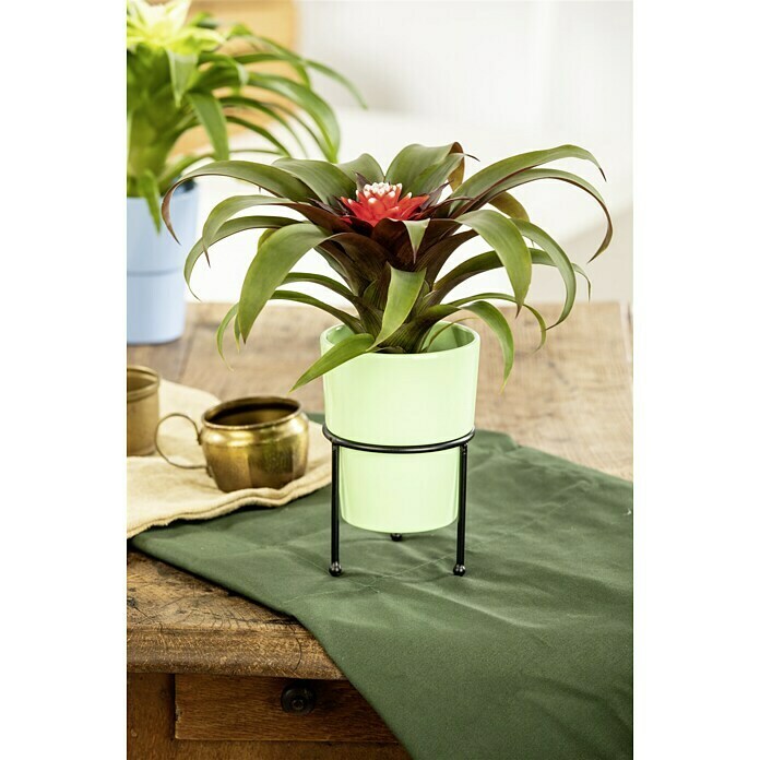 Piardino Bromelie (Bromelia, Topfgröße: 10 cm, Sortenabhängig) | BAUHAUS