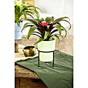 Piardino Bromelie (Bromelia, Topfgröße: 10 cm, Sortenabhängig) | BAUHAUS