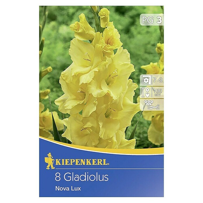 Kiepenkerl bulbi da fiore gladioli ‘Nova Lux’