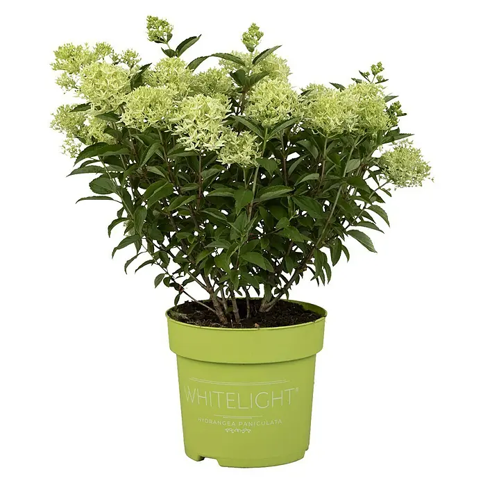 Piardino Hortensie - Hydrangea paniculata verschiede Sorten, Artenabhängig - Ein Topf mit einer 'Whitelight' Hortensie Paniculata Pflanze mit grünen Blättern und zarten Blütenständen.