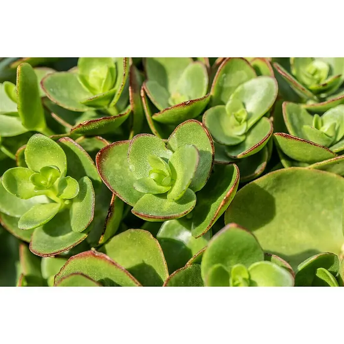 Piardino Garten-FettblattSedum ewersii, Topfgröße: 13 cm, Rosa - Nahaufnahme einer üppigen Crassula-Pflanze mit dicken, grünen Blättern und roten Rändern. Perfekt für sonnige Standorte und pflegeleichte Gärten.