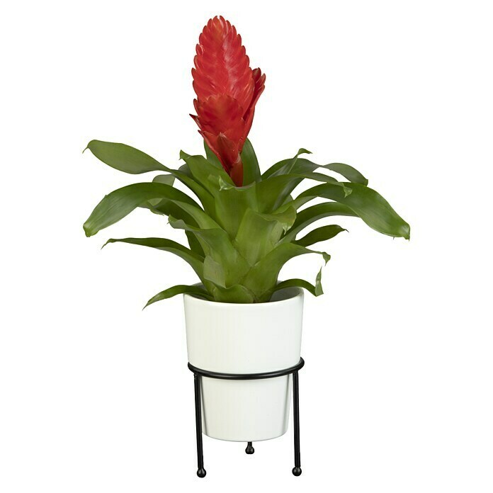 Piardino Bromelie (Bromelia, Topfgröße: 10 cm, Sortenabhängig) | BAUHAUS