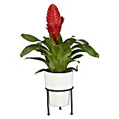 Piardino Bromelie (Bromelia, Topfgröße: 10 cm, Sortenabhängig) | BAUHAUS
