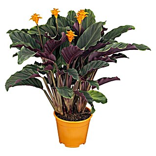 Piardino Korbmarante Orange (Calathea crocata, Topfgröße: 13 cm)