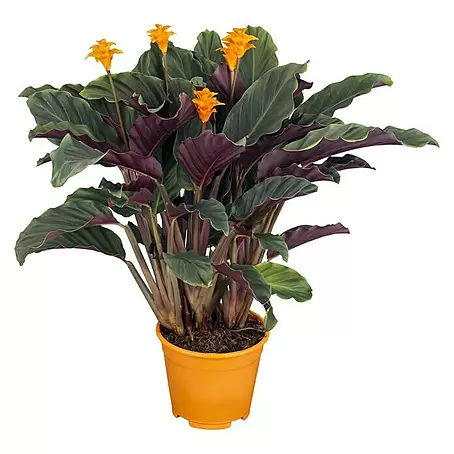 Piardino  Korbmarante Orange