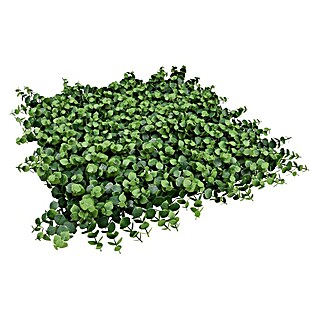Jardín vertical Irolia (Plástico, L x An: 50 x 50 cm, Decoración)