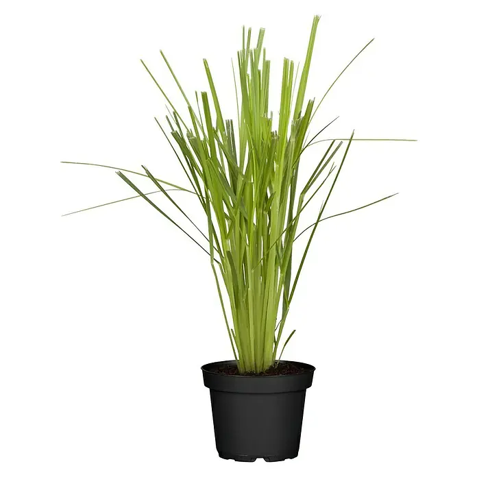 Piardino Pampasgras - Cortaderia selloana, Topfgröße: 23 cm, Blütenfarbe: Weiß - Eine Zitronegras Pflanze in einem schwarzen Topf, die mit ihren grünen Blättern Frische und Natürlichkeit ausstrahlt.