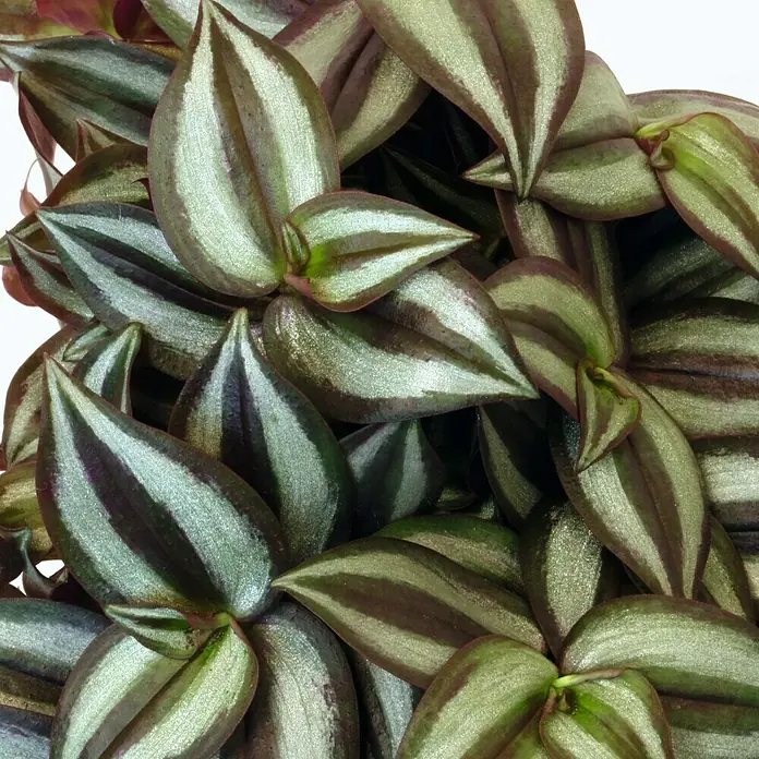 Piardino Zebrina - Tradescantia zebrina, Tamaño de maceta: 12 cm - Primer plano de una planta de Tradescantia zebrina, mostrando sus distintivas hojas rayadas en plata y verde oscuro.