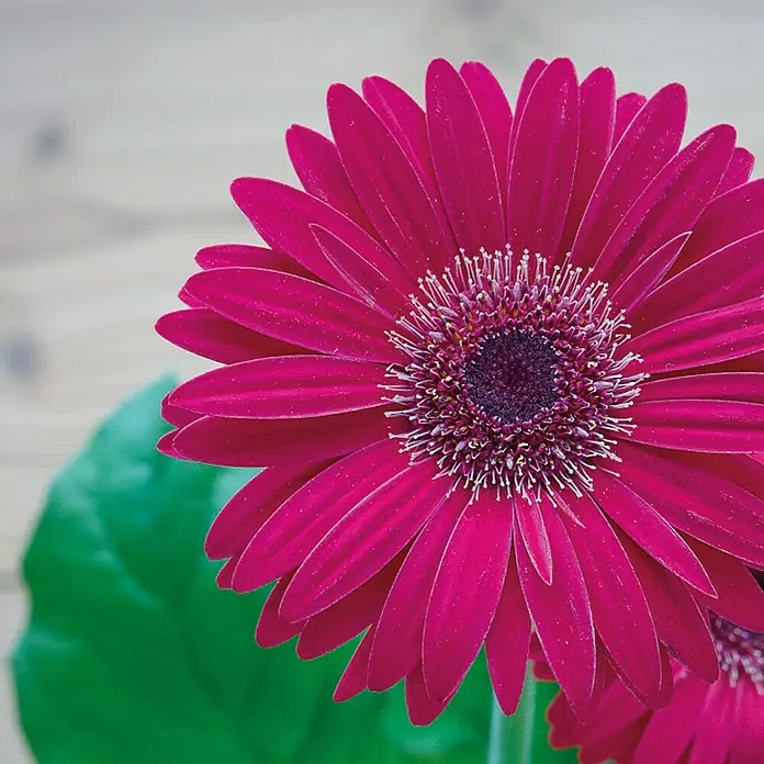 Piardino Gerbera - Gerbera jamesonii, Topfgre: 12 cm, Bltenfarbe:  Sortenabhngig online kaufen bei BAUHAUS