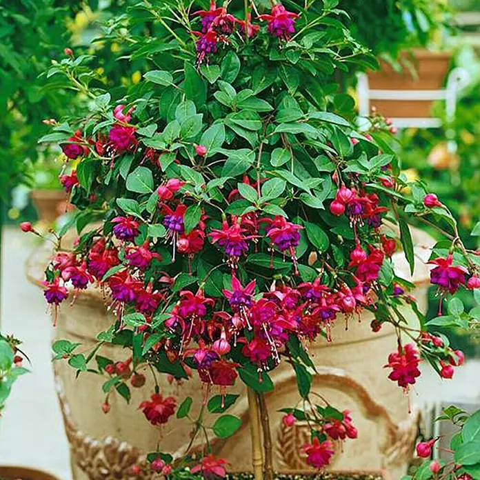 Piardino Fuchsie - Fuchsia Hybride, Topfgröße: 19 cm, Sortenabhängig - Eine üppige Fuchsie mit leuchtend roten und violetten Blüten, die elegant aus einem verzierten Topf herabhängen.