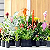 Guzmania Hybriden 12Tala Knots orange