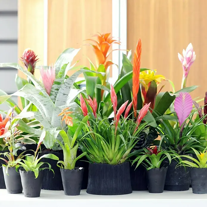 Piardino Bromelie - Guzmania Hybride Tala Knots, Topfgre: 12 cm, Orange  online kaufen bei BAUHAUS
