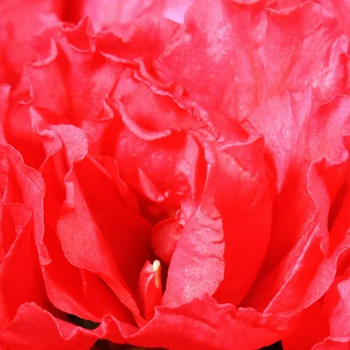 Piardino ZimmerazaleeRhododendron simsii Long Life, Topfgröße: 13 cm, Rot - Nahaufnahme einer roten Azaleenblüte, die die zarten, gewellten Blütenblätter und die leuchtende Farbe dieser beliebten Zierpflanze hervorhebt.