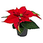 Piardino Weihnachtsstern Mini (Euphorbia pulcherrima, Topfgröße: 6 cm, Rot)