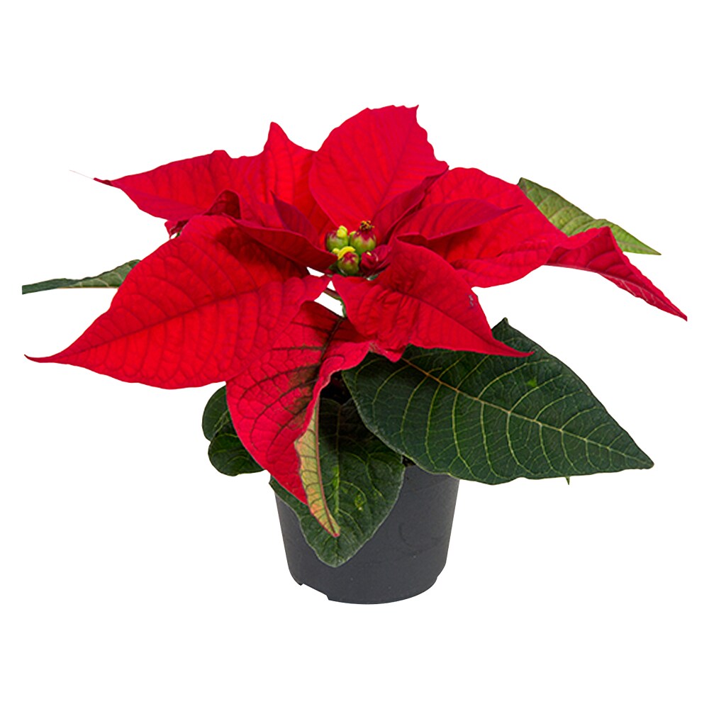 Piardino Weihnachtsstern Mini - Euphorbia pulcherrima, Rot, Topfgre: 6 cm  online kaufen bei BAUHAUS