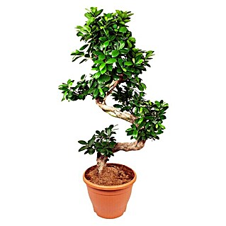 Piardino Chinesische Feige (Ficus microcarpa Ginseng, Topfgröße: 27 cm, Aufrecht)