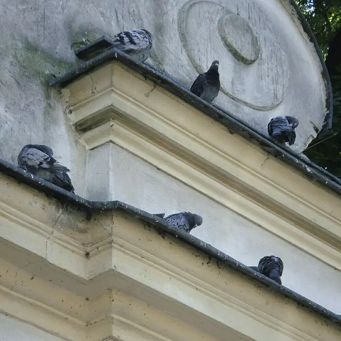 Easy Life Taubenschutz - Länge: 2 m, Edelstahl - Sechs Tauben sitzen auf einem reich verzierten Mauersims und ruhen sich aus. Die detailreiche Architektur harmoniert mit den Vögeln.