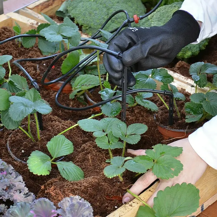 Palram – Canopia Gewächshaus-Bewässerung - Passend für: Palram Gewächshäuser - Eine Person, die ein Bewässerungssystem für Erdbeeren installiert, das aus schwarzen Schläuchen und Tropfern besteht.