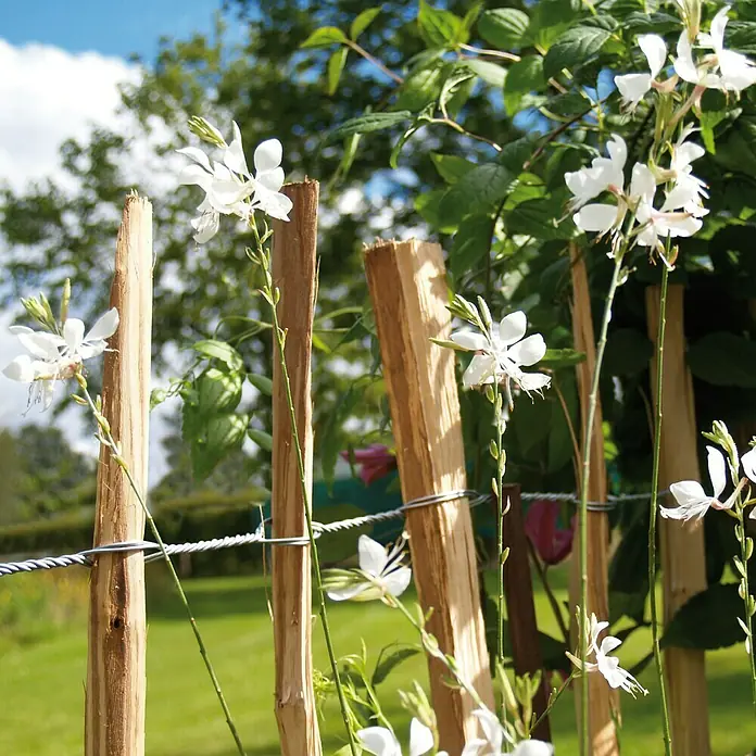 Kiehnholz Staketenzaun - 500 x 90 cm, Haselnuss - Nahaufnahme eines rustikalen Holzzauns mit zarten, weißen Gaura-Blüten, die verspielt hervorlugen und eine idyllische Gartenszene schaffen.