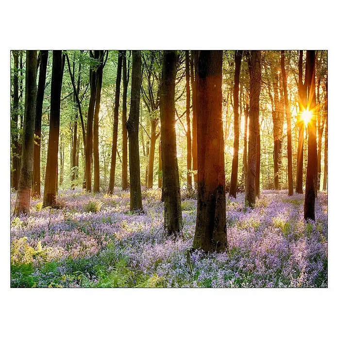ProArt Young Living Leinwandbild - Forest, B x H: 120 x 90 cm - Sonnendurchfluteter Wald mit blühenden Wildblumen. Die warmen Sonnenstrahlen erhellen die Baumstämme und das blühende Unterholz.