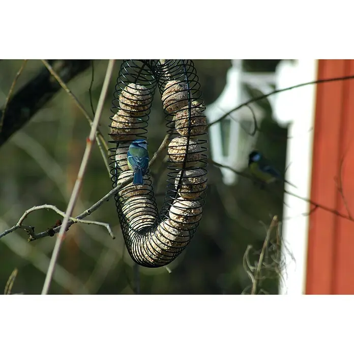 Dobar Riesenfutterring Bankett - 41 x 30 x 6,5 cm - Eine spiralförmige Futterstation voller Meisenknödel hängt an einem Ast, während zwei Blaumeisen sich daran erfreuen.