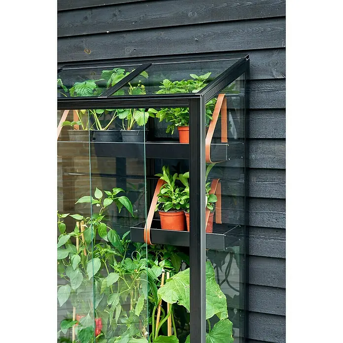 Juliana Gewächshaus - Außenmaß inkl. Dachüberstand (B x T): 80 x 40 cm, Material Seitenwand: Glas, 4 mm, Schwarz - Detailaufnahme eines Gewächshauses mit Pflanzen auf Regalen, gehalten von Lederriemen, vor einer dunklen Holzwand.