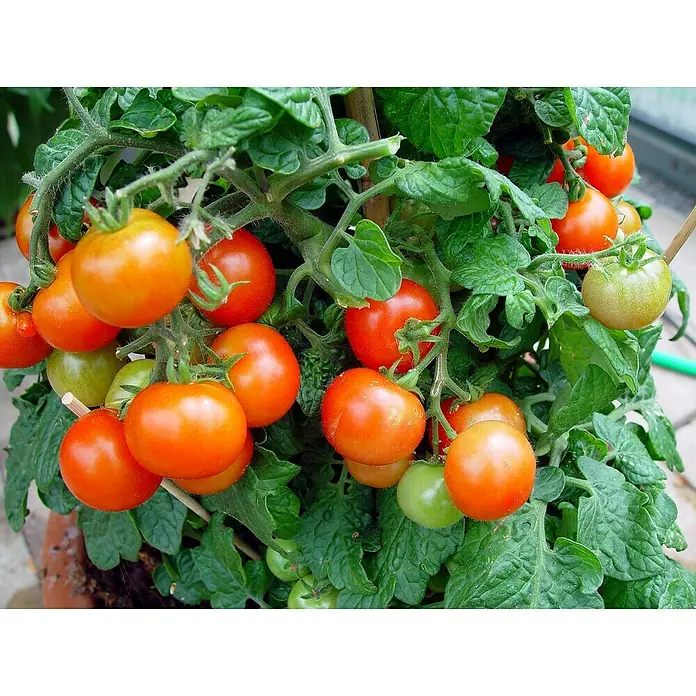 Juliana Gewächshaus Premium - Außenmaß inkl. Dachüberstand (B x T): 296 x 296 cm, Material Seitenwand: Glas, 3 mm, Schwarz - Eine Nahaufnahme eines Tomatenstrauchs mit reifen, roten Tomaten und grünen Blättern, die in einem Topf wachsen.
