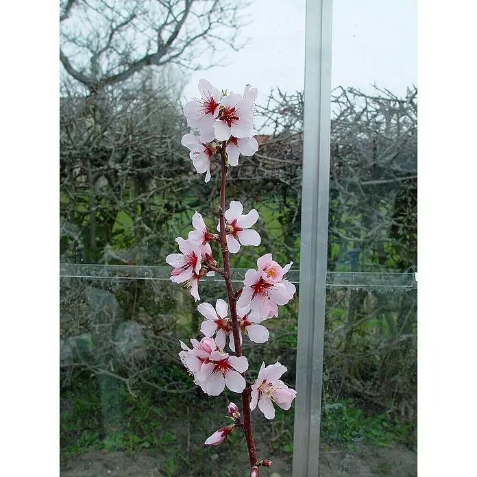 Halls Gewächshaus Altan 3 - Außenmaß inkl. Dachüberstand (B x T): 193 x 68 cm, Material Seitenwand: Glas, 3 mm, Silbergrau - Nahaufnahme eines blühenden Mandelbaumzweigs mit zarten rosa Blüten und markanten roten Staubgefäßen vor einem unscharfen Hintergrund.