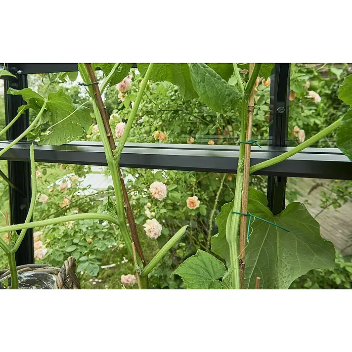Halls Anzuchttisch - 427 x 18,2 x 2,5 cm - Nahaufnahme von Gurkenpflanzen, die an einem schwarzen Spalier befestigt sind, mit zarten, pfirsichfarbenen Rosen im Hintergrund.