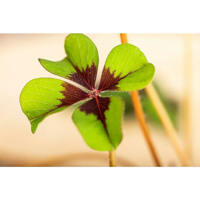 Piardino Glücksklee - Oxalis, Topfgröße: 7 cm - Nahaufnahme eines vierblättrigen Glücksklees mit grünen Blättern und roten Akzenten, ein Symbol für Glück und Wohlstand.