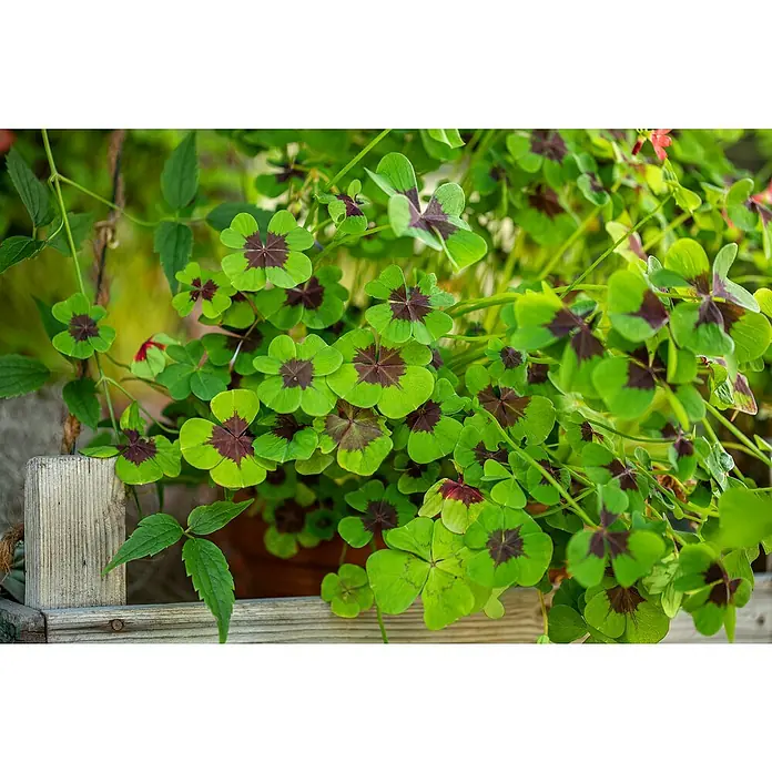Piardino Glücksklee - Oxalis, Topfgröße: 6 cm - Ein Topf mit Glücksklee, der dichte grüne Blätter mit vierblättrigen Abschnitten und dunklen Markierungen zeigt, die Glück und Wohlstand symbolisieren.