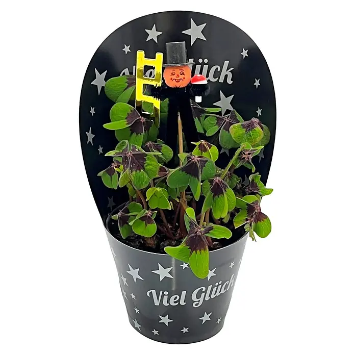 Piardino Glcksklee - Oxalis, Topfgre: 9 cm online kaufen bei BAUHAUS
