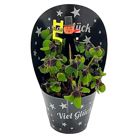 Piardino  Glücksklee