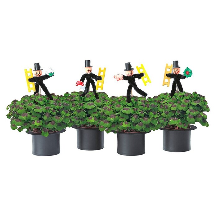 Oxalis Feger und Tuete 7