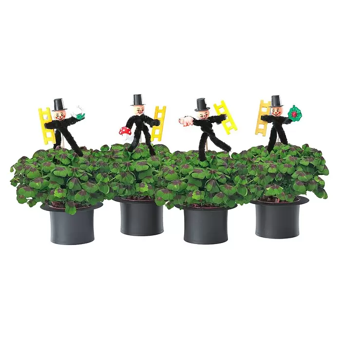 Piardino Glücksklee - Oxalis, Topfgröße: 7 cm - Vier Glückskleepflanzen in schwarzen Zylinder-Töpfen, jeweils mit Schornsteinfegerfigur, Leiter und Glücksbringer.