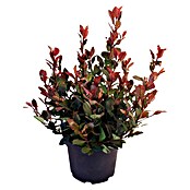 Glanzmispel (Photinia x fraseri Little Red Robin, Topfgröße: 5 l, Rot/Grün)