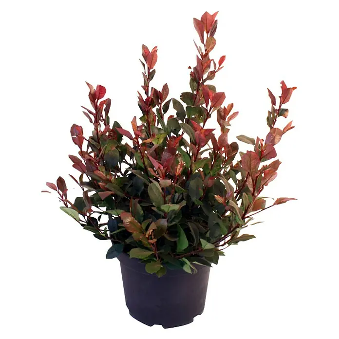 Piardino Glanzmispel - Photinia fraseri 'Little Red Robin', Topfgröße: 23 cm - Dieser Photinia-Fraseri-Red-Robin-Strauch ist in einem Topf und hat leuchtend rote Blätter, die einen schönen Farbakzent setzen.