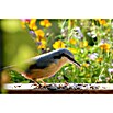 Dobar Vogelfutter (20 kg)