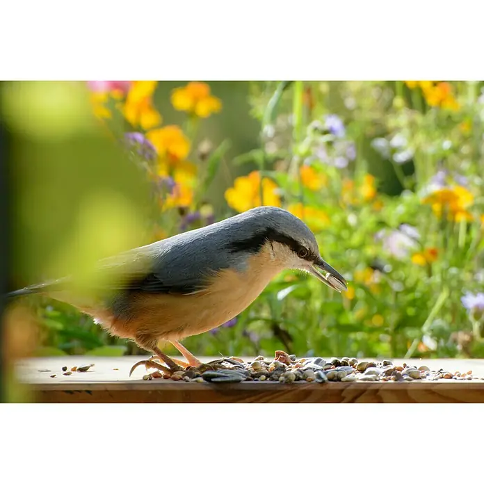 Dobar Wildvogelfutter - 20 kg - Ein Kleiber pickt auf einem Brett, umgeben von bunten Blumen. Das Bild fängt die Schönheit der Natur und die Anmut des Vogels ein.