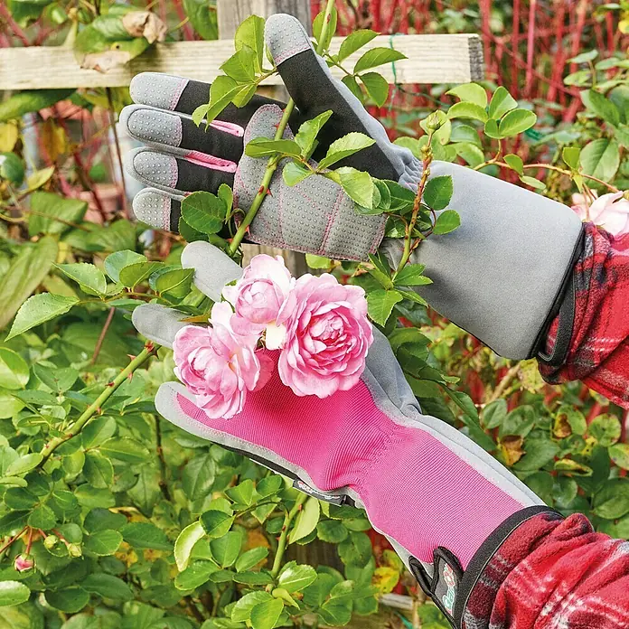 Gardol Arbeitshandschuhe - Pink, 8 - Nahaufnahme von Gartenhandschuhen, die Rosen schneiden, die pinkfarbene Handschuhe mit grau und schwarzem Detail haben, die vor Dornen schützen.