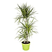 Piardino Drachenbaum (Dracaena marginata, Topfgröße: 21 cm, Blattfarbe: Rot/Grün)