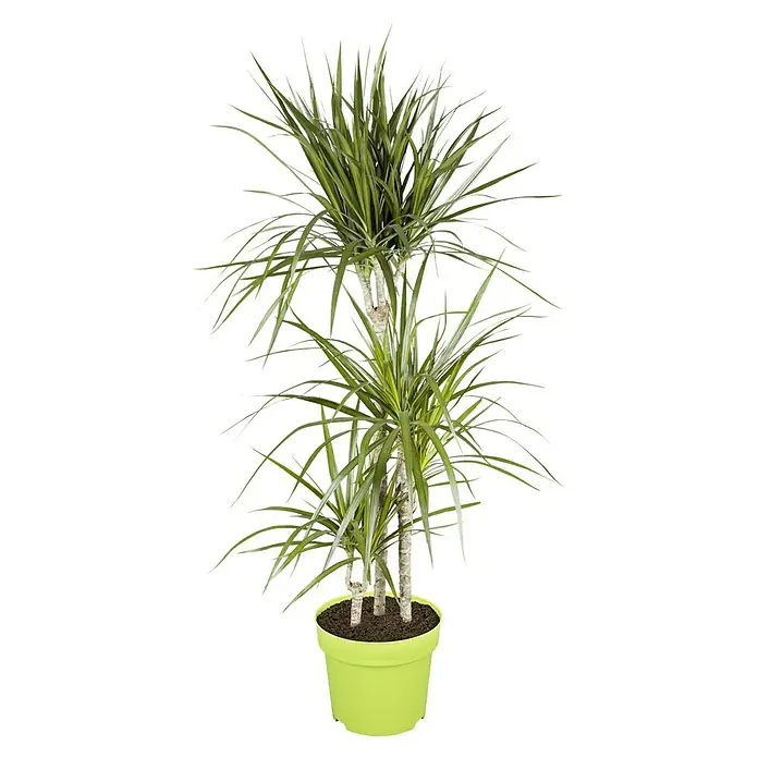 Piardino Drachenbaum - Dracaena marginata, Topfgröße: 21 cm, Blattfarbe: Grün/Rot - Zimmerpflanze in hellgrünem Topf, die mit ihren langen, grünen Blättern eine exotische Atmosphäre schafft. Perfekt für jeden Raum.